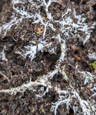 mycorrhizal fungi are a sign of healthy soil