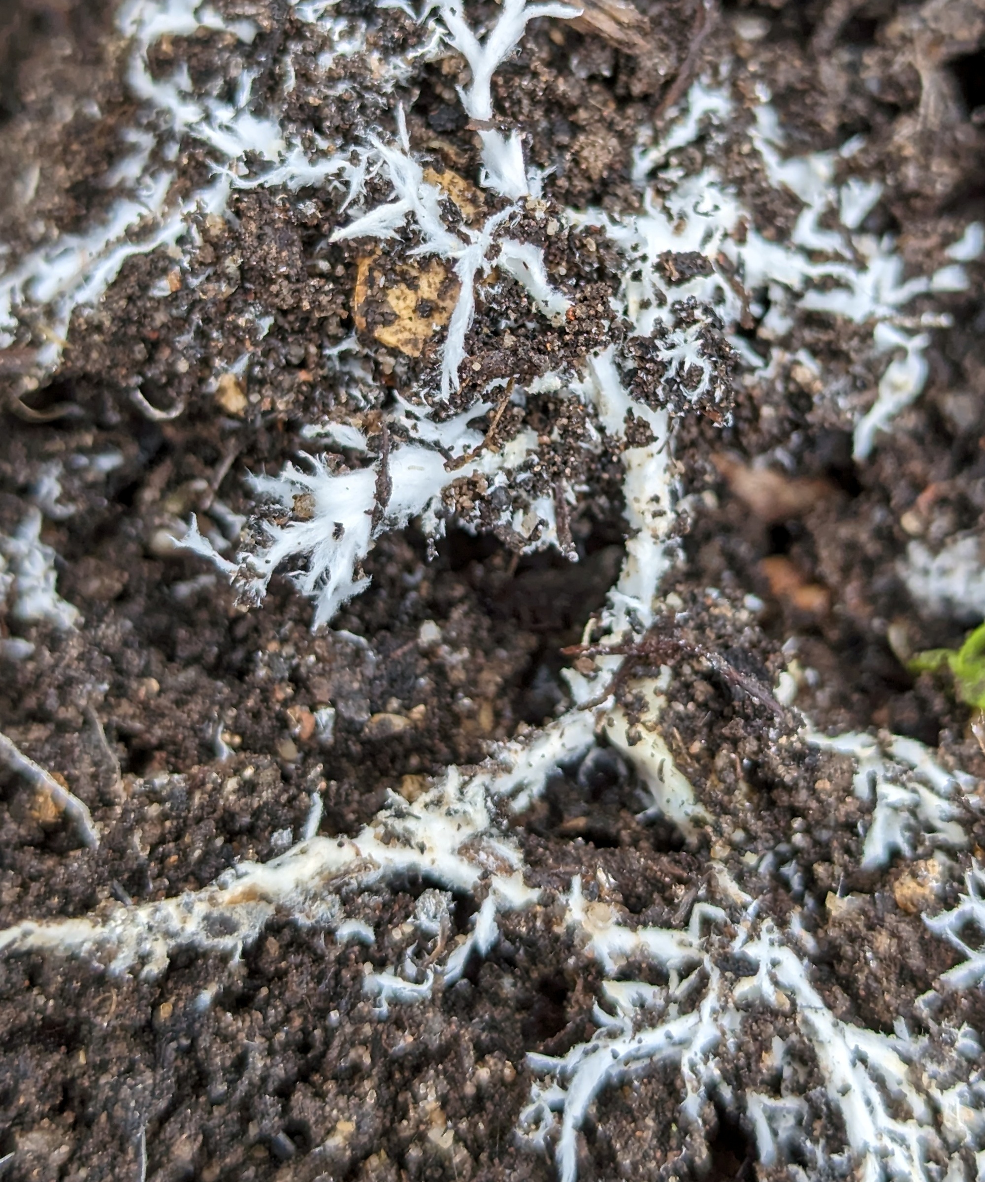 mycorrhizal fungi are a sign of healthy soil