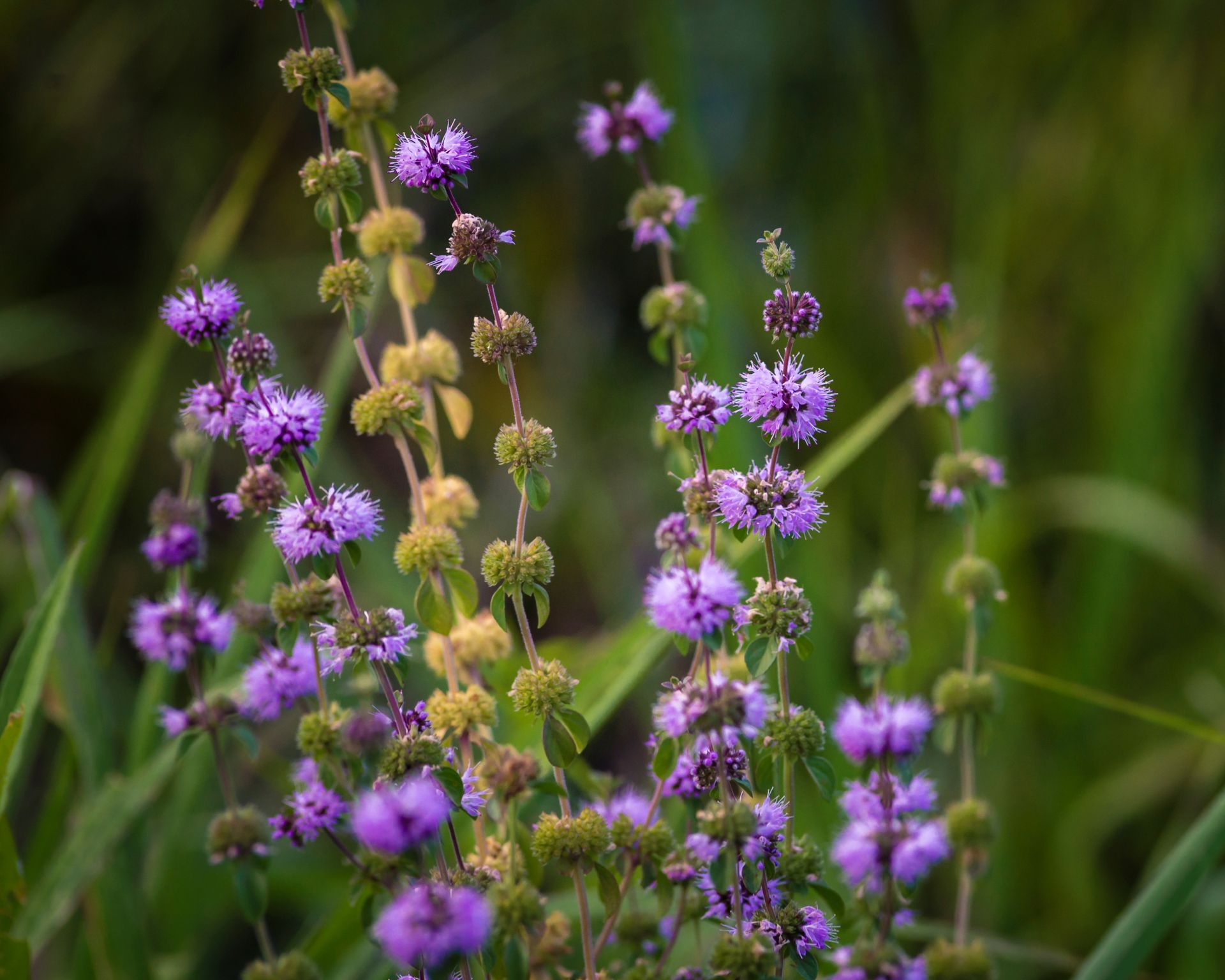 Blooming Mentha pulegium in the Medicinal botanical garden river Meadow filled with purple pennyroyal flowers in late afternoon light, blurred bokeh. mint arvensis wild