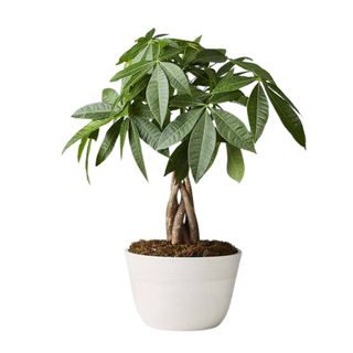 A money tree plant