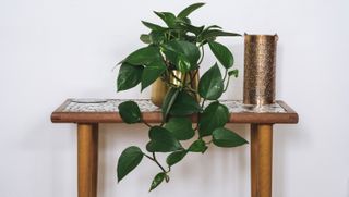 Some popular houseplants can be toxic to humans and animals