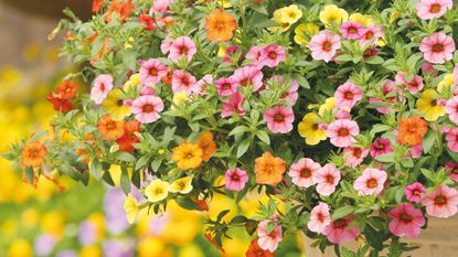 Plants for hanging baskets – calibrachoa in orange pink and yellow