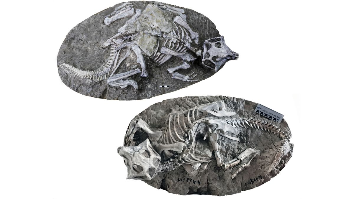 Two perfectly articulated skeletons of the sheep-size dinosaur Psittacosaurus, found in China&#039;s Yixian Formation. New research suggests they died in burrow collapses, not via volcanism, as previously thought.