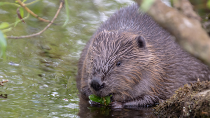 Eurasian beaver eating a leaf in a river in Scotland.