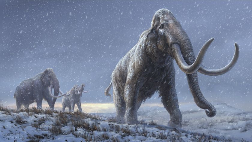 An illustration of the steppe mammoths that preceded the woolly mammoth, based on the genetic knowledge from the Adycha mammoth.