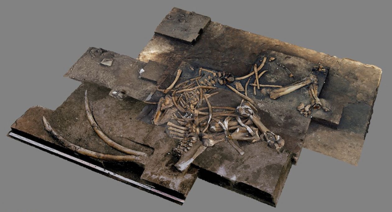This 3D image was created by stitching together 500 individual photos that were taken of the straight-tusked elephant.