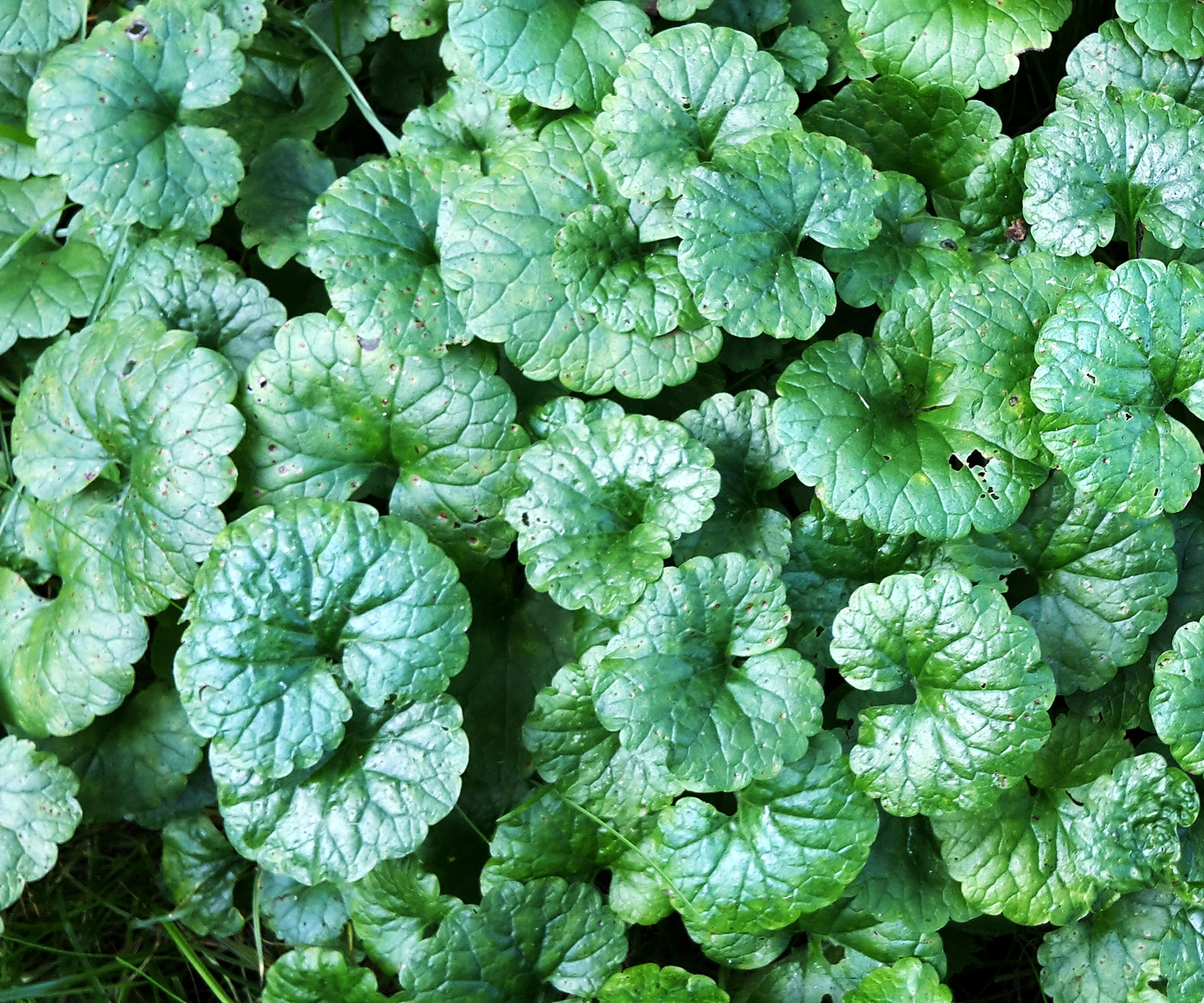 creeping Charlie weeds growing in poorly draining garden soil