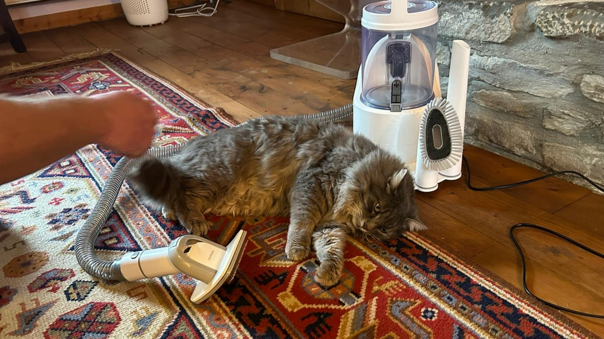 Anna's cat lying down next to the Neakasa P2 Pro Grooming Kit, one of the best cat brushes