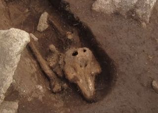 The human remains were buried only about 30 feet from the mysterious skeleton of a dolphin, found last year, that had been buried sometime in the Middle Ages.