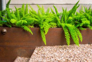 foxtail fern plant by Eden Garden Design