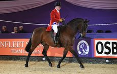 HorseNo919_HOYS_PN18_172297_237919162_343813161.jpg