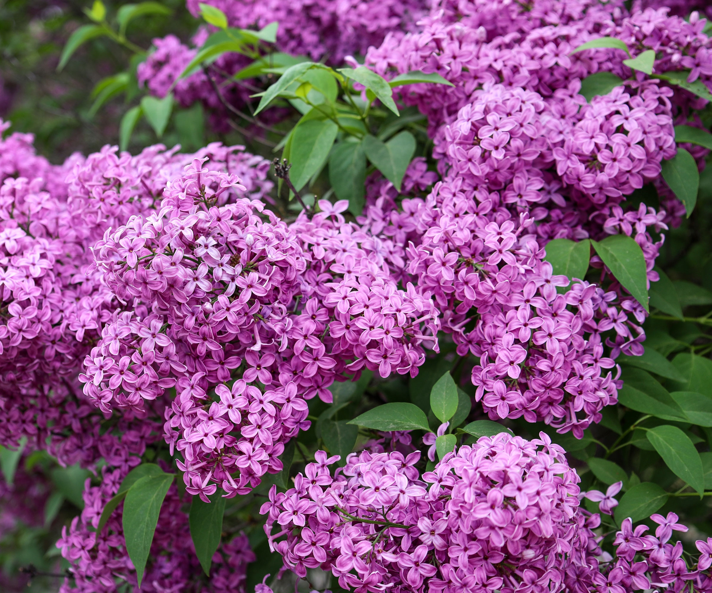 lilac shrub with large purple flower heads