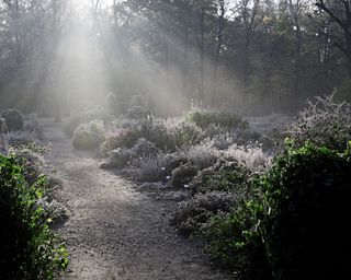 A garden in winter with frost