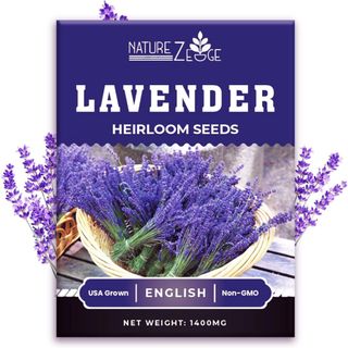  English Lavender Seeds for Planting Indoors or Outdoors