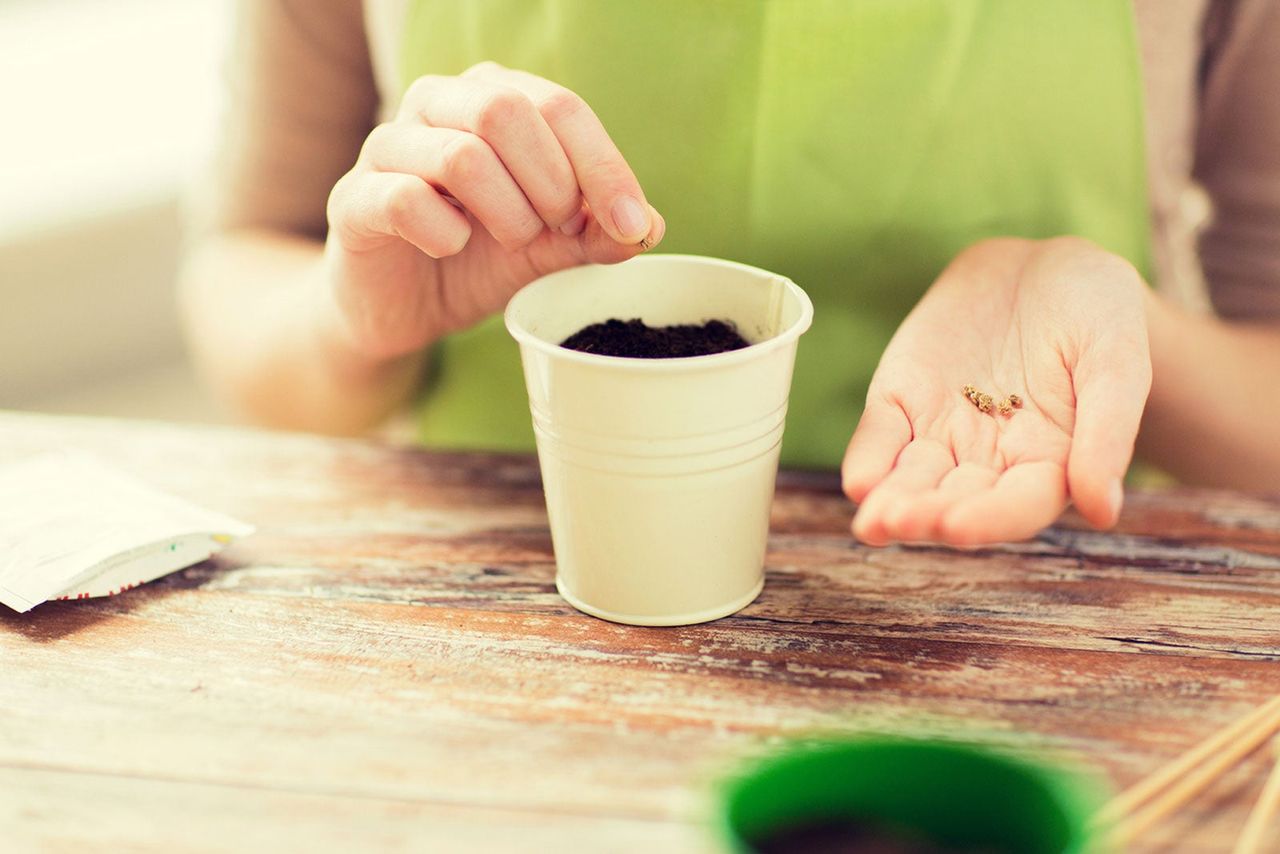 Person Placing Seeds Into Potted Soil