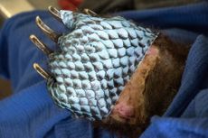 Bear paw bandage