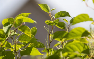 Japanese knotweed
