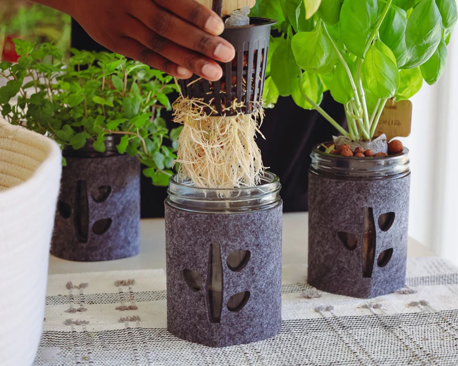 How to grow basil in water try easy no mess hydroponics gardening