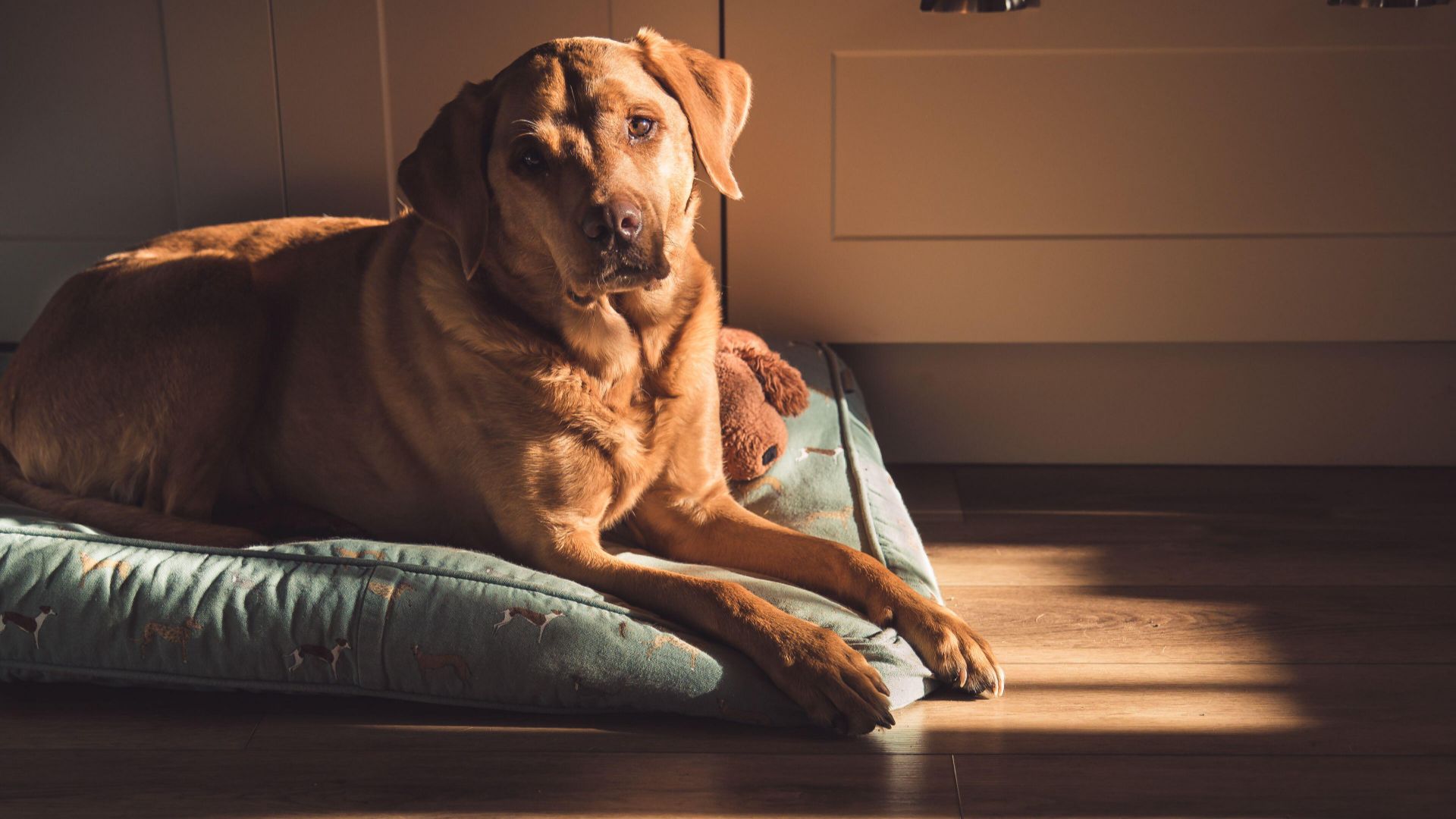 Dog relaxing on dog bed