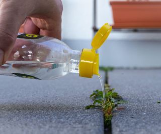 hand pours vinegar essence on plant for biological weed control in the garden