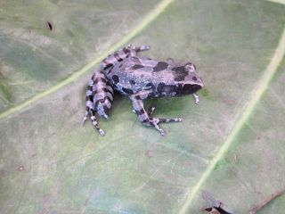 A bluish-gray and black frog sits on a leaf.