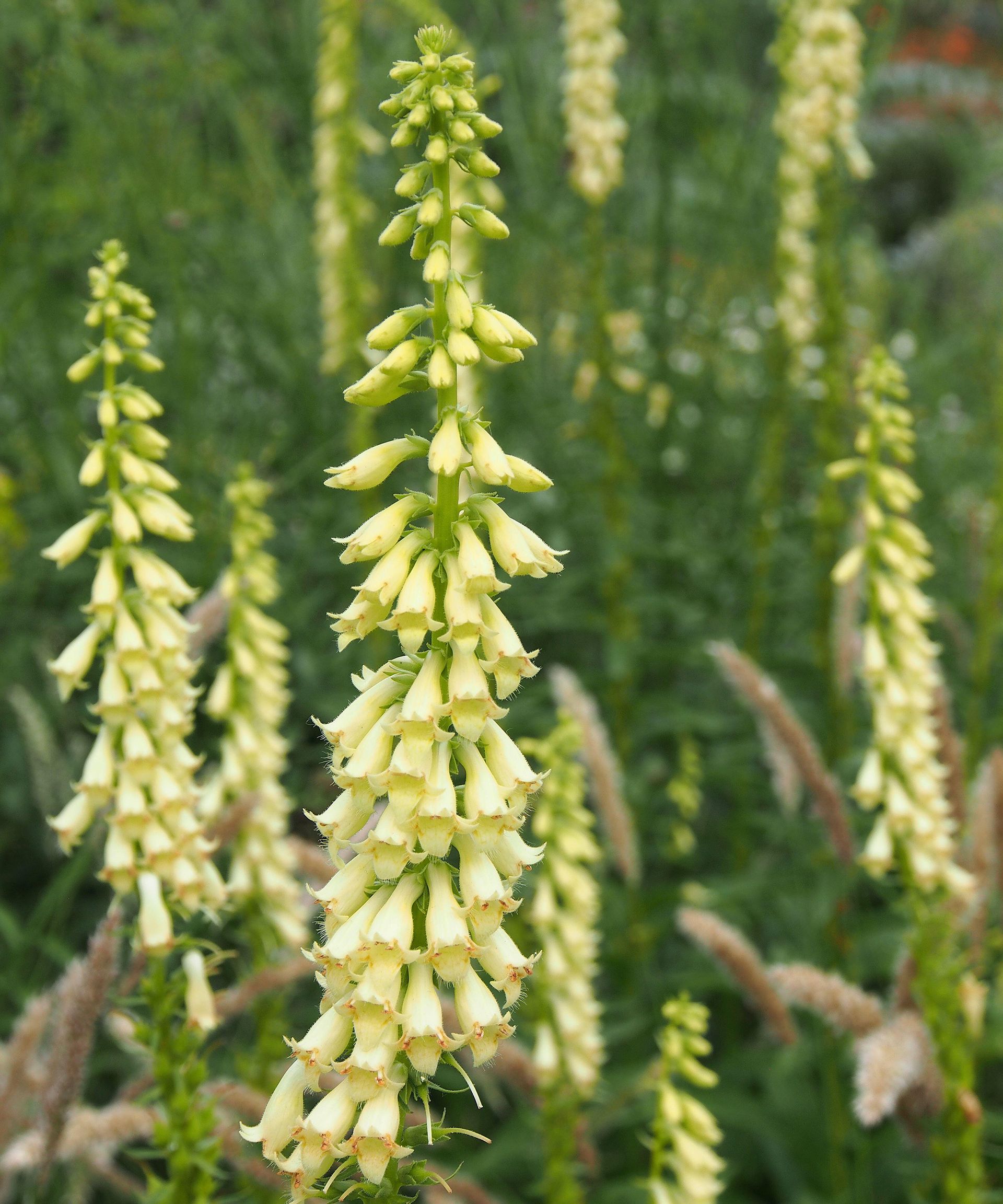 Digitalis Lutea (yellow foxglove)