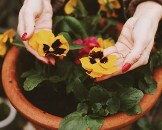 Pansies in pot