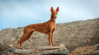 Pharoah hound on a rock