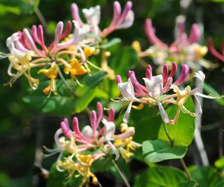 flowering bush honeysuckle