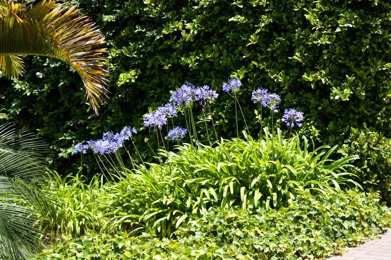 Purple Flowers Within Tropical Plants