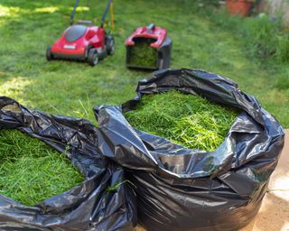 grass clippings from lawn