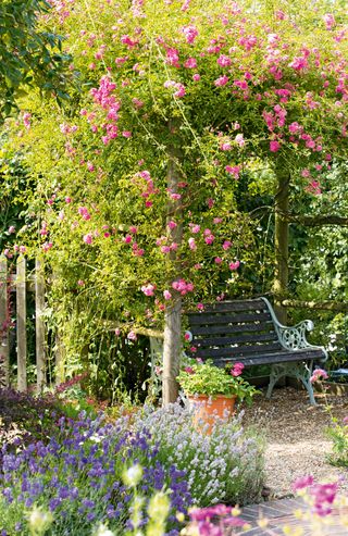 sun map a garden: roses grown over a pergola with seating area underneath