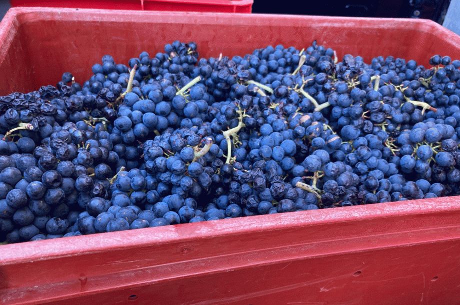 Gamay-Clos-du-Porteaua-920x609.gif