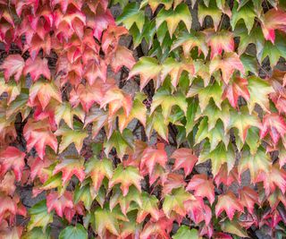 Virginia creeper showing red and green foliage