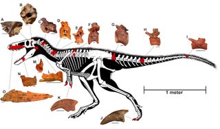 T. euotica's skeleton, with the bones that paleontologists discovered highlighted in red.