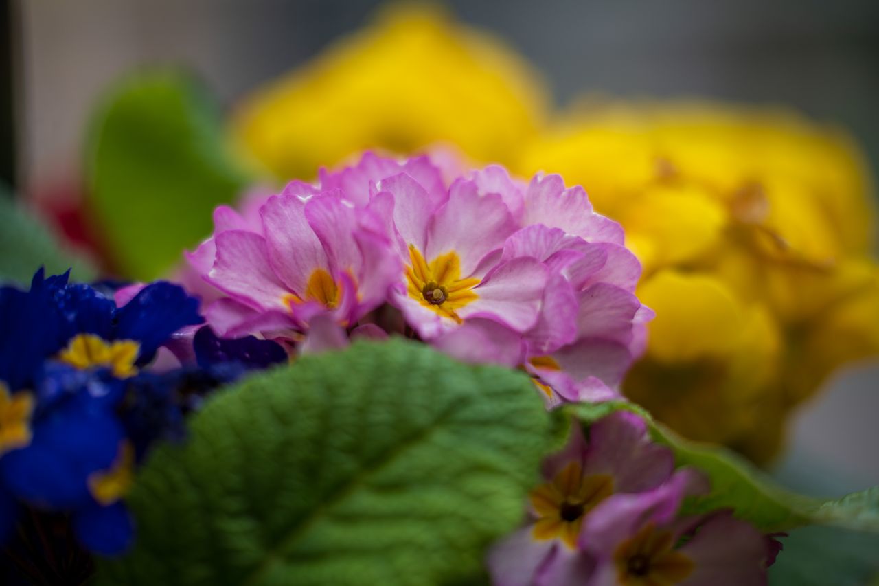 Sony FE 50-150mm f/2 G Master example shot