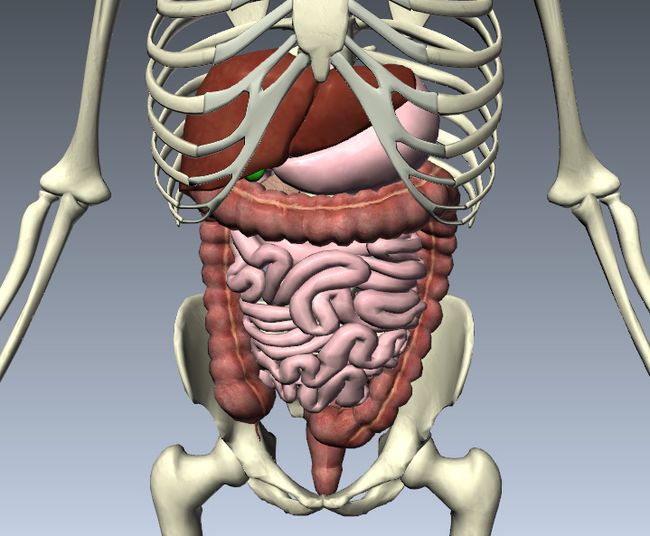 Crohn's Disease: Symptoms, Diagnosis & Treatment | Live Science