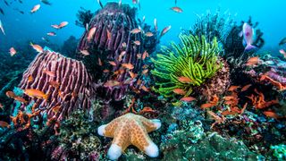 Sea stars and colorful fish swimming in a coral reef area