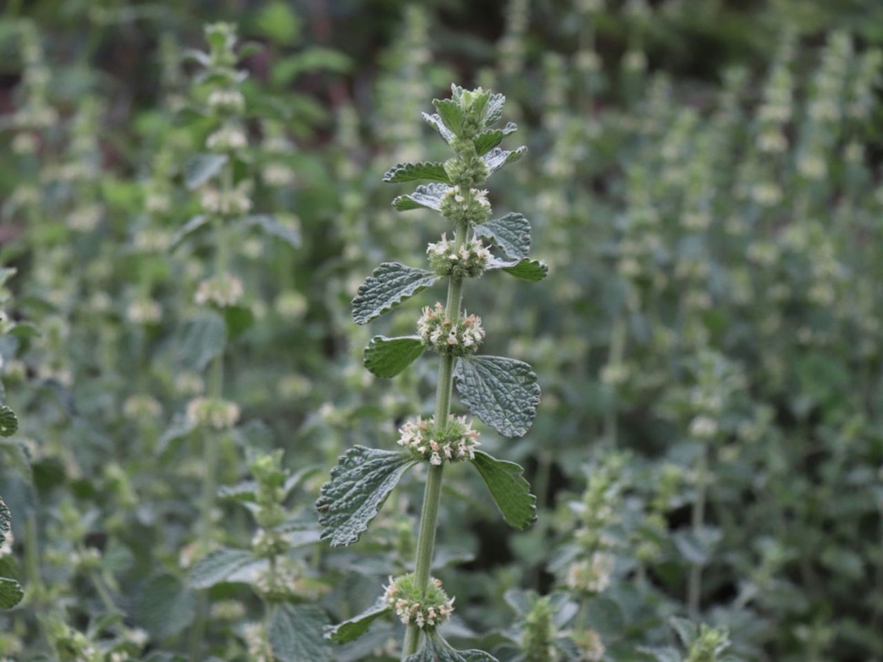 Horehound Plants