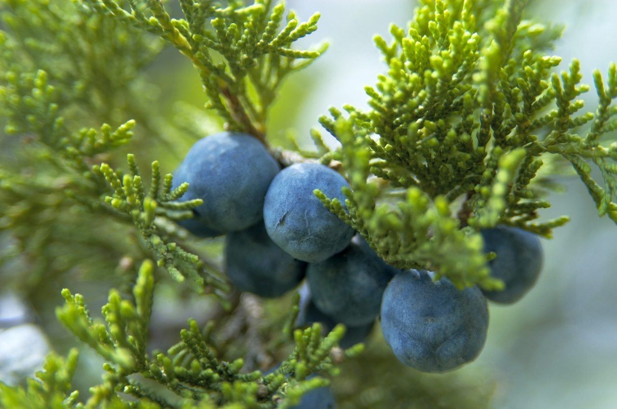 zone 9 juniper