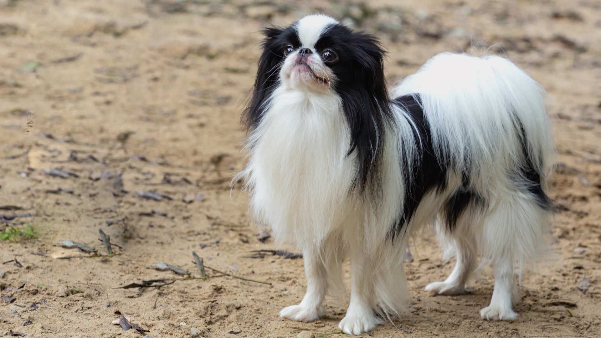Japanese chin dog