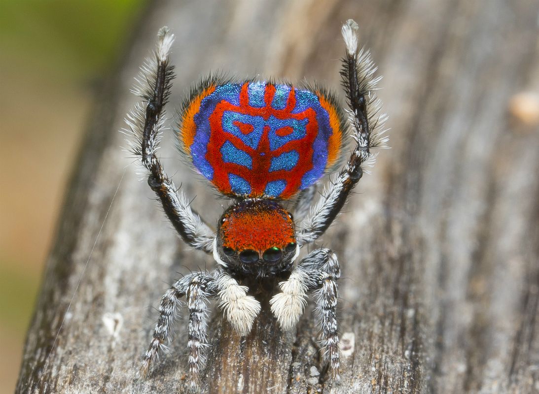 Tiny Dancers: Meet 7 New Peacock Spider Species | Live Science