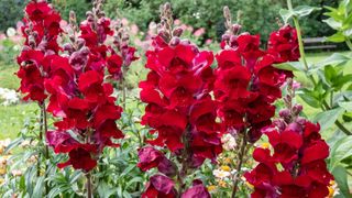 Snapdragon (Antirrhinum majus) Rocket flame flowering with dark red flowers