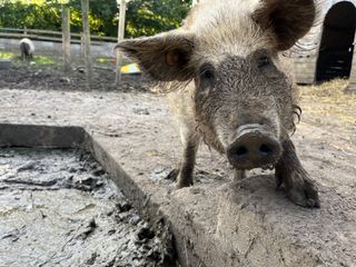 A photo of a pig taken on iPhone 13