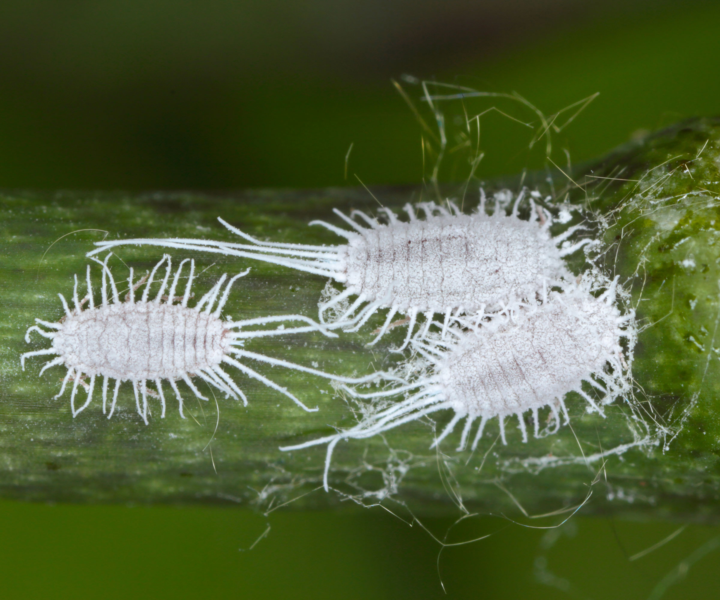 mealybugs on plant stem