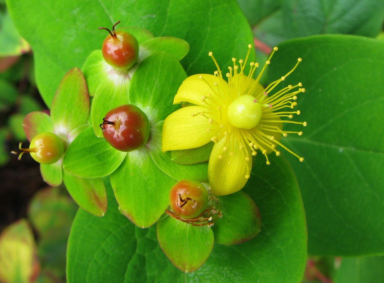 Tutsan Shrubs With Berries And Flowers