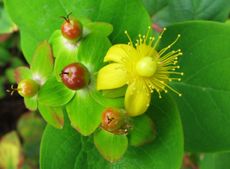 Tutsan Shrubs With Berries And Flowers