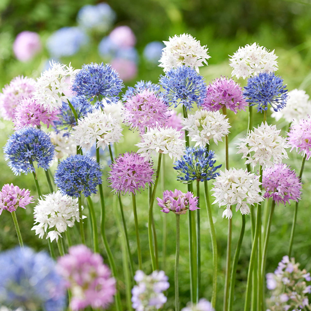 Allium Lollipop Collection