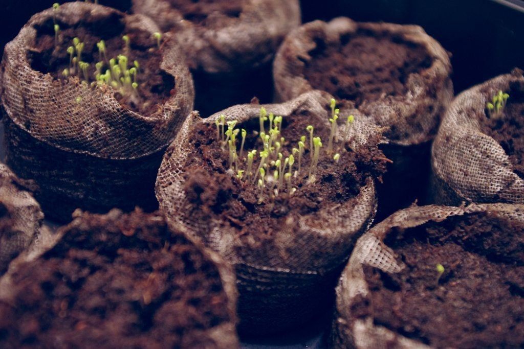 chamomile seedlings