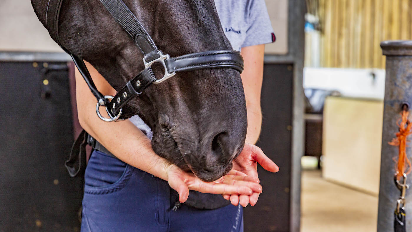 Giving a horse a treat, can be used as part of classical conditioning for horses